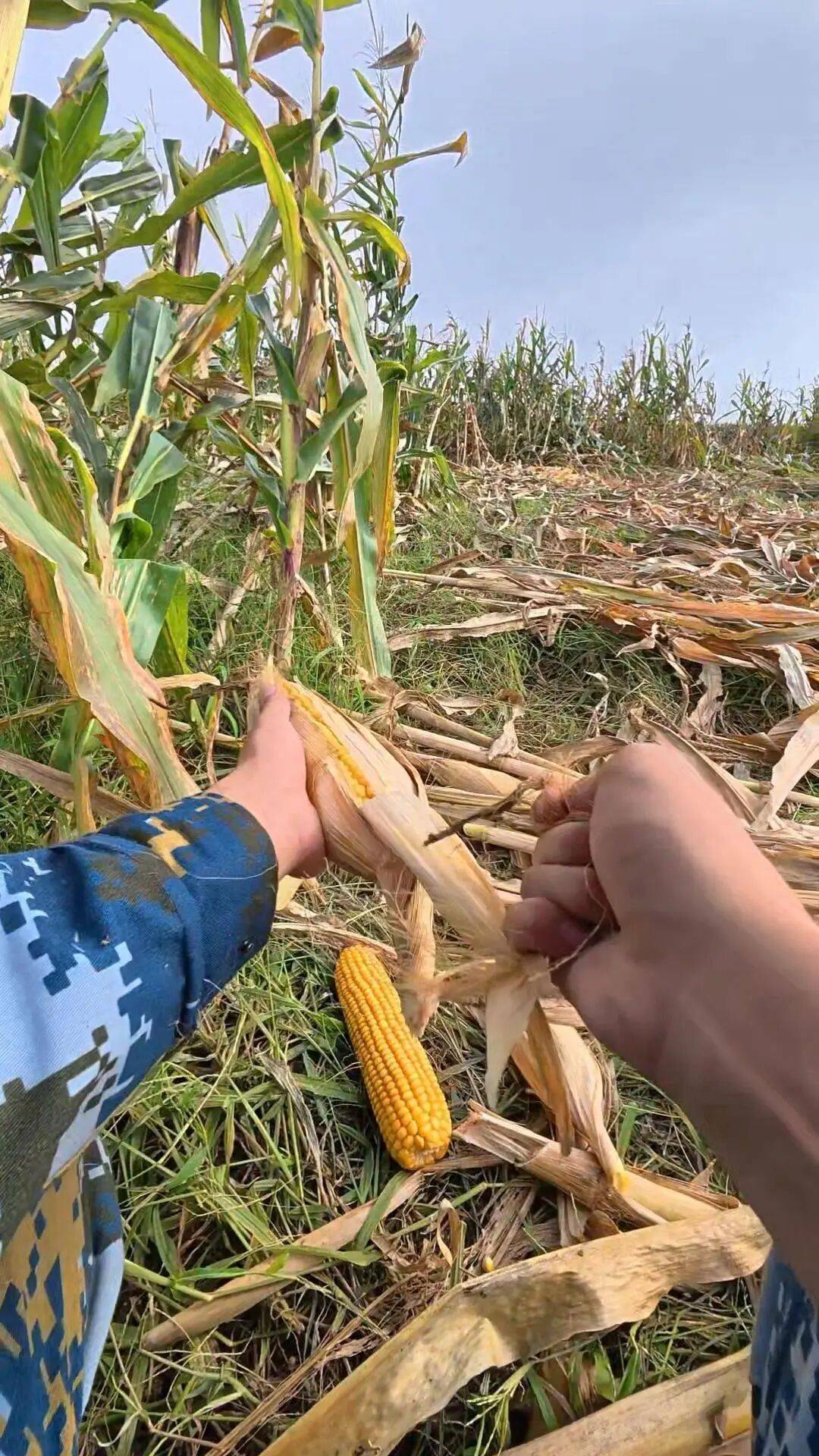 皇冠信用網会员_大学生8天假掰了7天半玉米：自己多弯一次腰皇冠信用網会员，父母就少吃一点苦