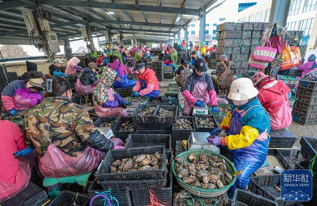 皇冠登3管理出租_山东荣成：鲍鱼收获忙